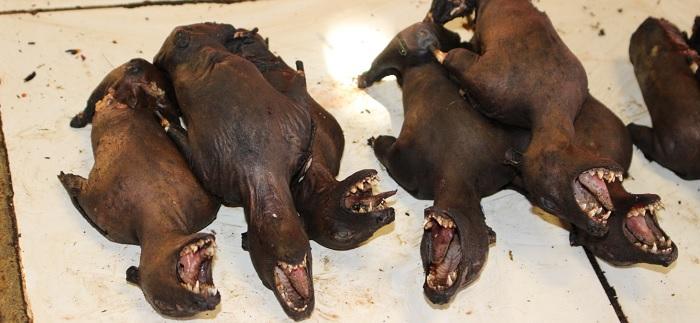 bats
